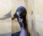Small Photo #5 Rottweiler Puppy For Sale in RICHLAND, GA, USA