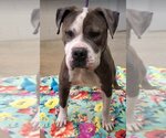 Small #6 American Staffordshire Terrier Mix