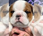 Small #3 English Bulldog