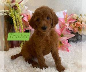 Goldendoodle Puppy for Sale in DAVENPORT, Florida USA