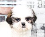 Small Photo #2 Shih Tzu Puppy For Sale in BEL AIR, MD, USA