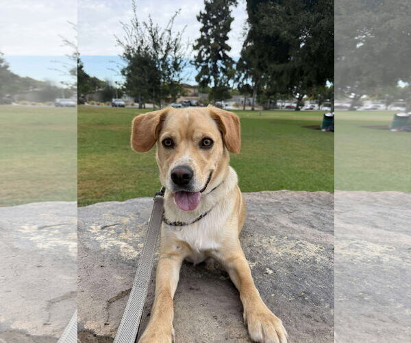 Medium Photo #21 Labrador Retriever-Unknown Mix Puppy For Sale in San Diego, CA, USA