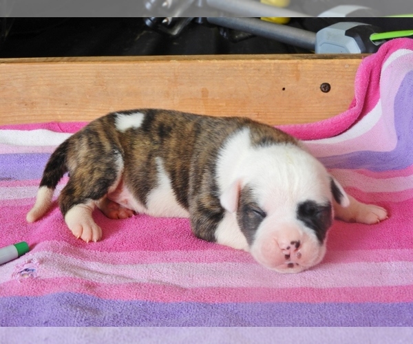 Medium Photo #1 American Bulldog Puppy For Sale in SALEM, MO, USA