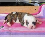 Puppy 1 American Bulldog