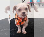 Small Shih Tzu Mix