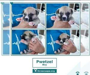 Pwetzel (Betty's Babble Bunch) 070126 - Male Beagle-Unknown Mix Dog for Adoption - Photo #3