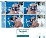 Small #2 Beagle Mix