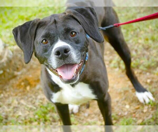 Medium Photo #1 American Staffordshire Terrier Puppy For Sale in Tallahassee, FL, USA