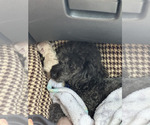 Buttercup - Female Poodle (Toy) Puppy for Sale - Photo #5