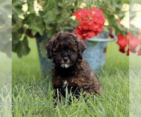 Medium Photo #1 Poodle (Miniature) Puppy For Sale in GORDONVILLE, PA, USA