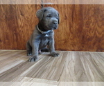 Small Photo #28 Cane Corso Puppy For Sale in APPLE VALLEY, CA, USA