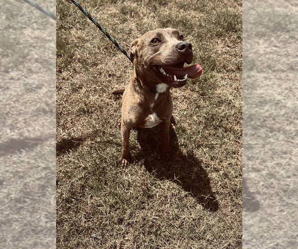 Medium Photo #3 Mutt Puppy For Sale in Abbeville, LA, USA