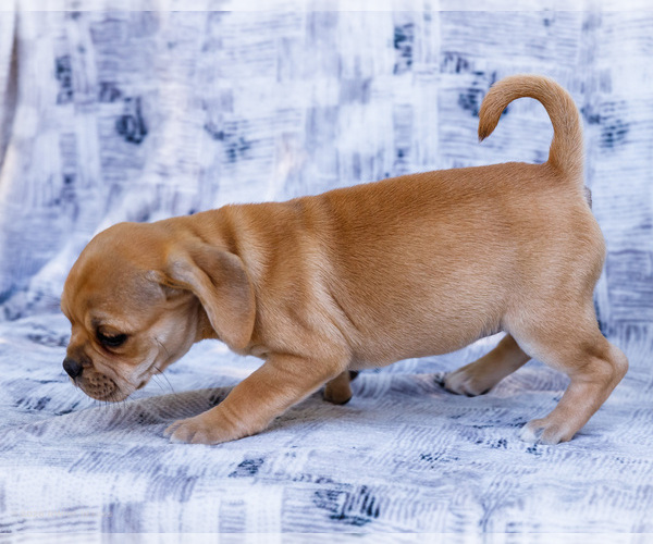 Medium Photo #4 Puggle Puppy For Sale in WAKARUSA, IN, USA