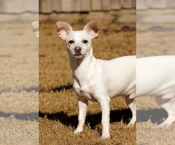 Medium Photo #2 Chihuahua-Unknown Mix Puppy For Sale in McKinney, TX, USA