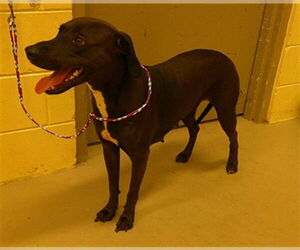 Mutt Dogs for adoption in Sanford, FL, USA