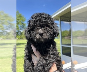 Lhasa-Poo Puppy for sale in SPRING GROVE, IL, USA