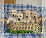 Small Photo #2 Golden Retriever Puppy For Sale in GAP, PA, USA