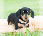 Small #3 Dachshund