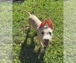 Small #2 Mutt
