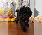BichPoo puppies - Male Bichpoo Puppy for Sale - Photo #10