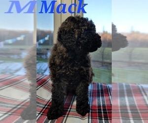 Cavapoo Puppy for sale in HOLTON, MI, USA