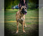 Small #9 Mutt