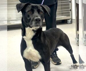 Labrador Retriever-Retriever  Mix Dogs for adoption in Washington, DC, USA