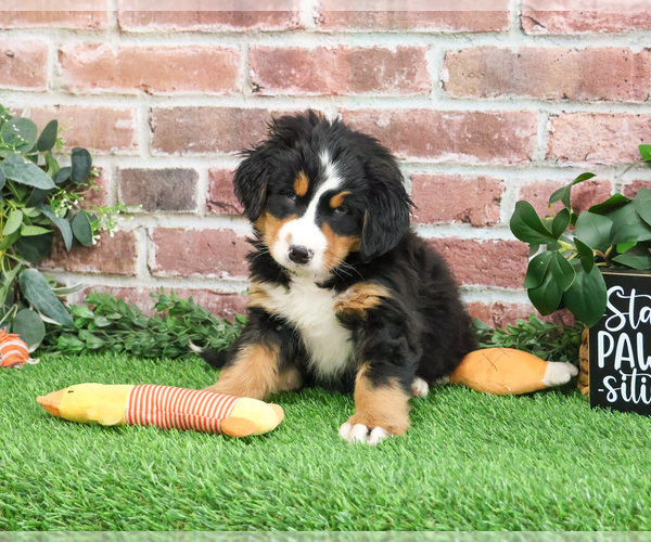 Medium Photo #10 Bernese Mountain Dog Puppy For Sale in SYRACUSE, IN, USA