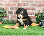 Small #9 Bernese Mountain Dog