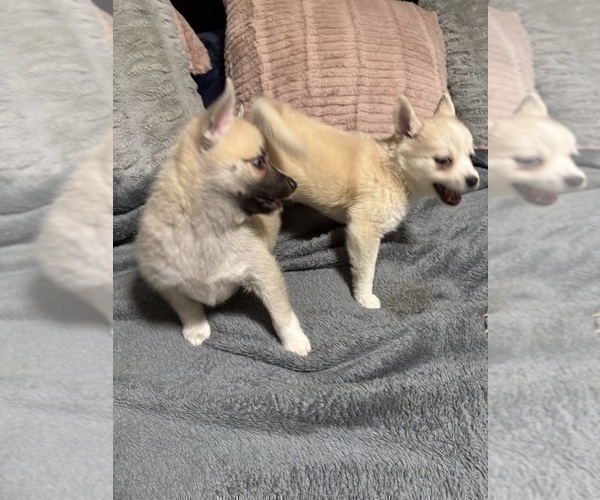 Medium Photo #47 Pomsky Puppy For Sale in LOVELAND, CO, USA