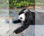 Small Photo #17 Bernedoodle Puppy For Sale in CAMDEN, SC, USA