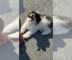 Small Photo #4 Poodle (Toy) Puppy For Sale in ZEBULON, NC, USA