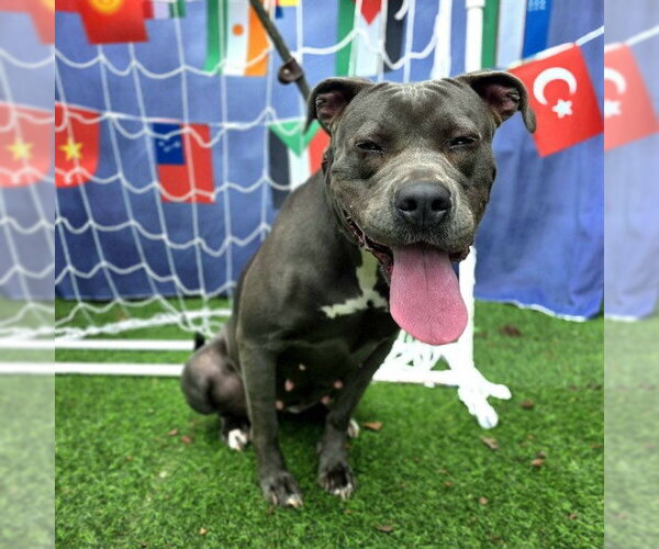 Medium Photo #2 Mutt Puppy For Sale in Long Beach, CA, USA