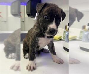 Catahoula Leopard Dog-Unknown Mix Dogs for adoption in Rosenberg, TX, USA