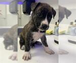 Small Catahoula Leopard Dog Mix