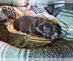 Small #4 Dachshund