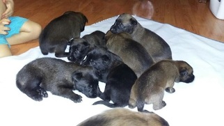 Belgian Malinois Puppy for sale in WILMINGTON, IL, USA
