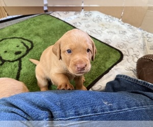 Labrador Retriever Puppy for Sale in LA PINE, Oregon USA