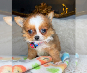 Chihuahua Puppy for sale in CHARLOTTE, NC, USA