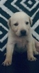 Small Photo #15 American Bulldog-German Shepherd Dog Mix Puppy For Sale in VILLA RICA, GA, USA