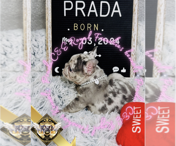 Medium Photo #8 French Bulldog Puppy For Sale in ATHENS, GA, USA