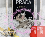 Small Photo #8 French Bulldog Puppy For Sale in ATHENS, GA, USA