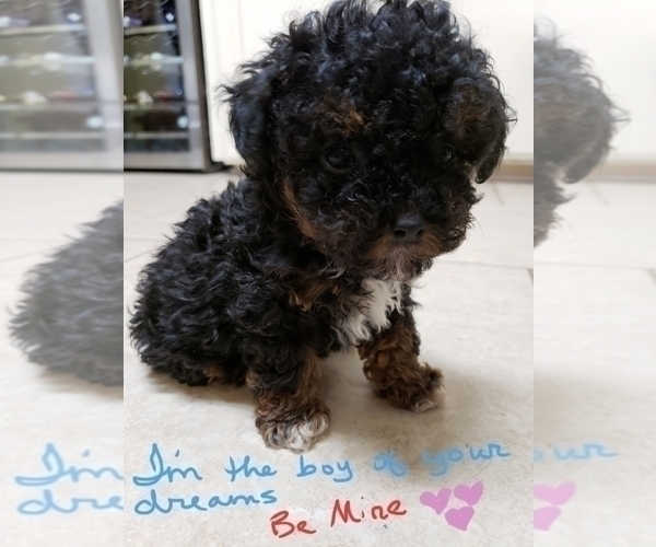 Medium Photo #2 Poodle (Toy) Puppy For Sale in BEAUMONT, TX, USA