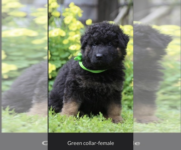 Medium Photo #3 German Shepherd Dog Puppy For Sale in ANTIOCH, CA, USA