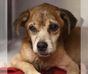 Mutt Dogs for adoption in San Antonio, TX, USA