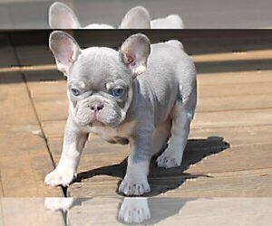 French Bulldog Puppy for sale in ARTESIA, NM, USA