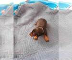 Small Photo #14 Doberman Pinscher Puppy For Sale in GOLDSBORO, NC, USA