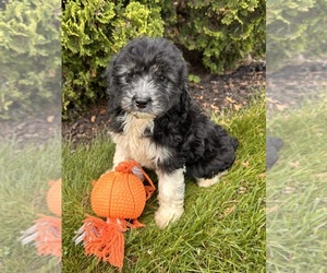 Cockapoo Puppy for sale in MIDDLEBURY, IN, USA