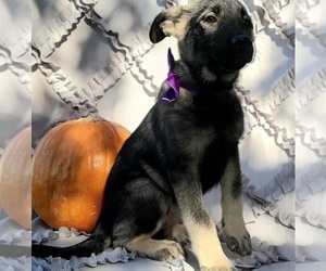 German Shepherd Dog-Unknown Mix Puppy for sale in LANCASTER, PA, USA