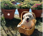 Puppy Ranger Golden Retriever